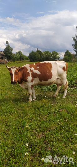 Продам корову суксунку. 85000т.р