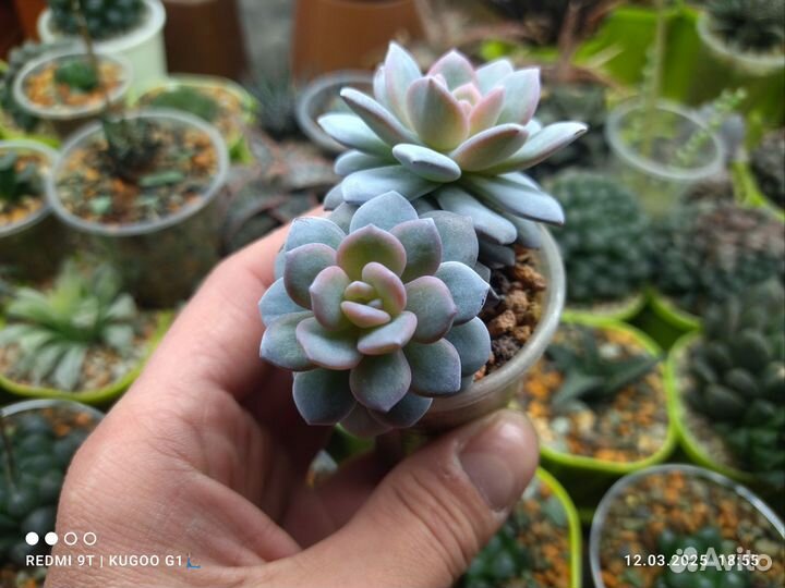 Эхеверия Лао