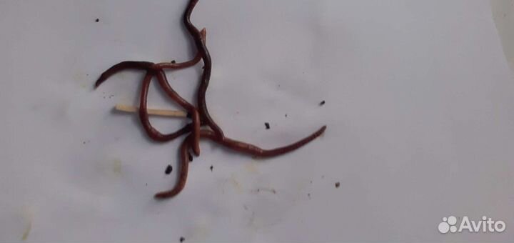 Червь для рыбалки