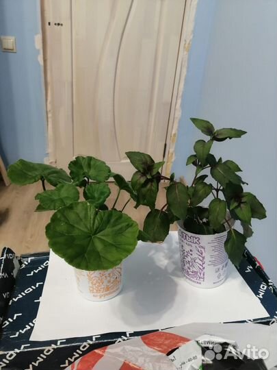 Комнатные растения, цветы