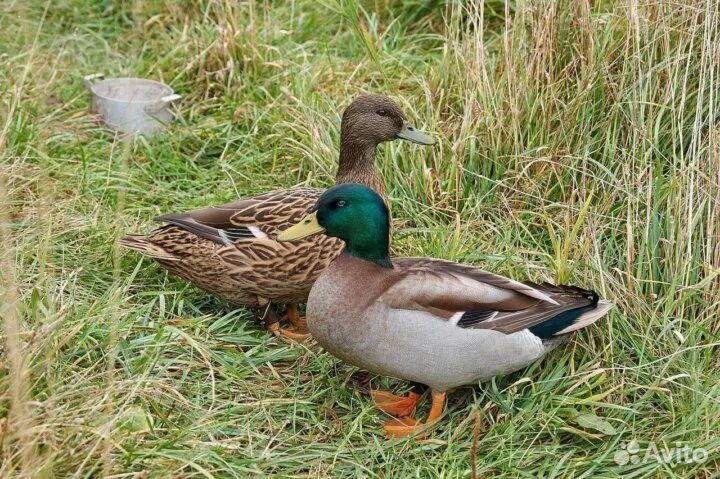 Дикие подсадные утки