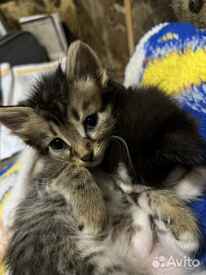 Котики в добрые руки