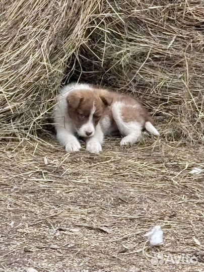 Щенки в добрые руки даром