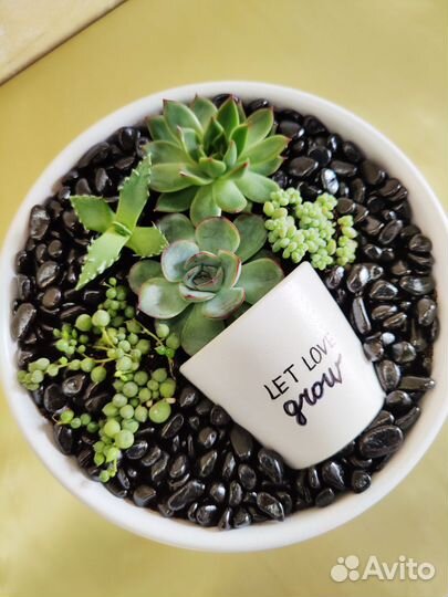 Живые картины и флорариумы из суккулентов