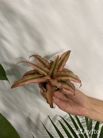 Криптантус