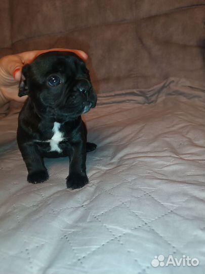 Французский бульдог