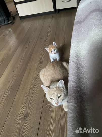 Котята