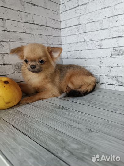 Продана.Мини девочка