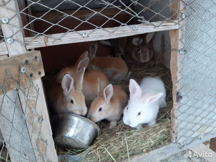 Крольчата от папы Ризин голд