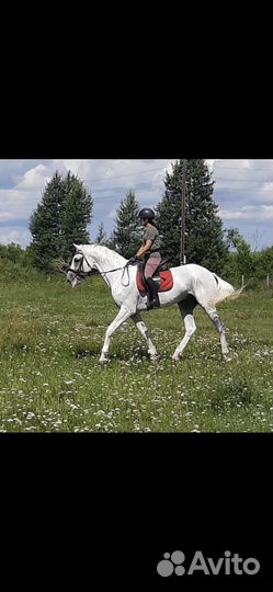 Жеребец орловский рысак