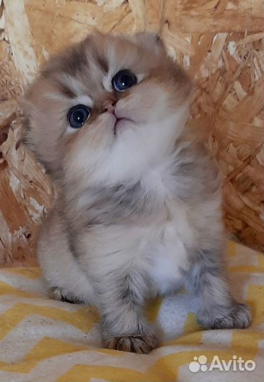 Замечательный мальчик. Бронь, есть ещё котята