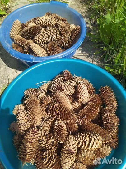 Шишки еловые, сосновые и с лиственницы