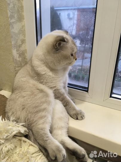 Котята и вязка