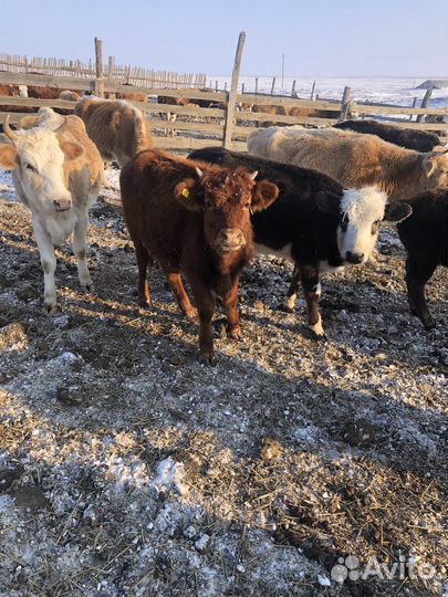 Телки годовалые