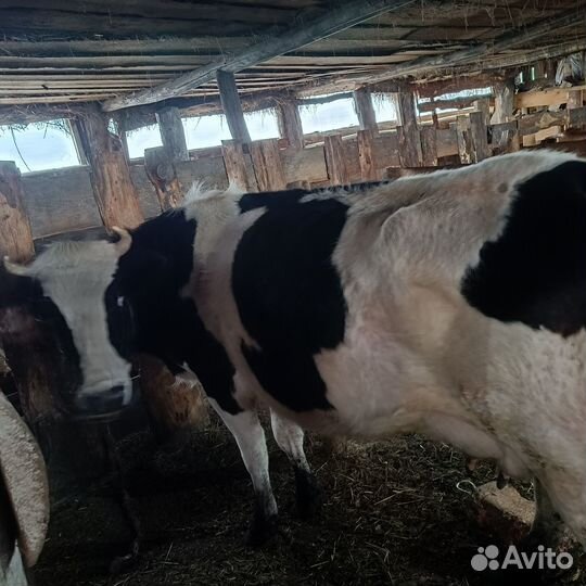 Коровы, тёлки дойные