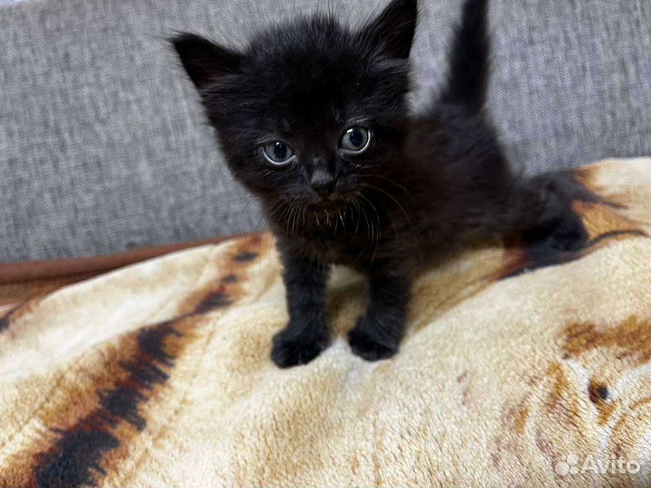 Котята в дар