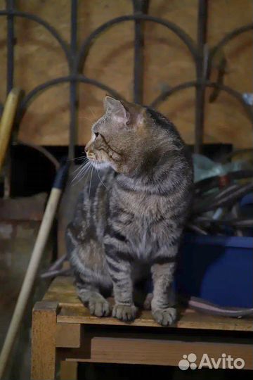 Особенный кот в добрые руки