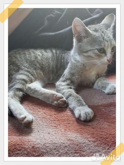 Кошки в добрые руки бесплатно