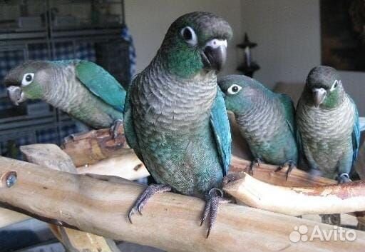 Попугай перрура