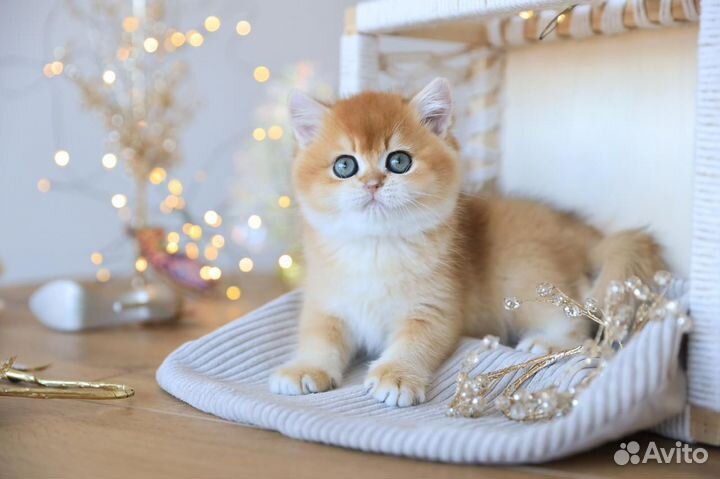 Британский котенок Имейдж