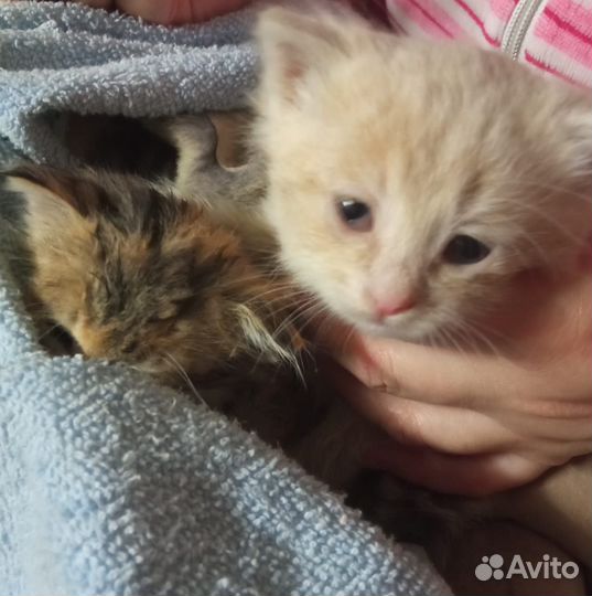 Котята(мальчик и девочка) в добрые руки бесплатно