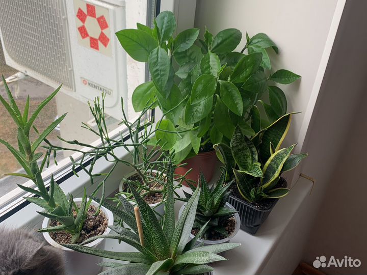 Домашние растения