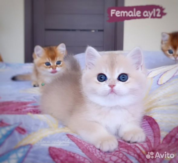 Кошка голубая золотая шиншилла