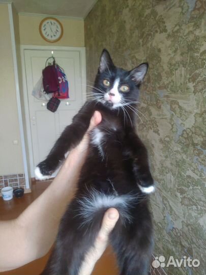 Малыши карандаши ищут своих пап и мам