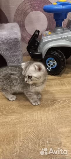 Британская кошка