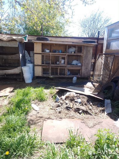 Продаются кролики