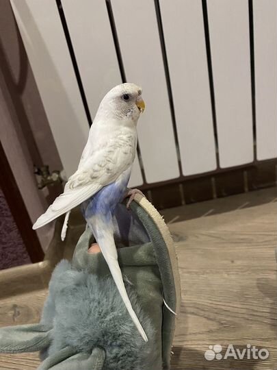 Волнистый попугай самка