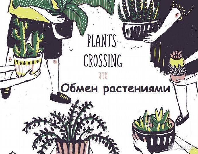 Растения обмен, г.Астрахань