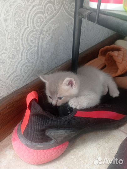 Шотландский котенок