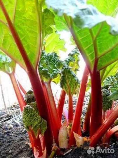 Ревень корень