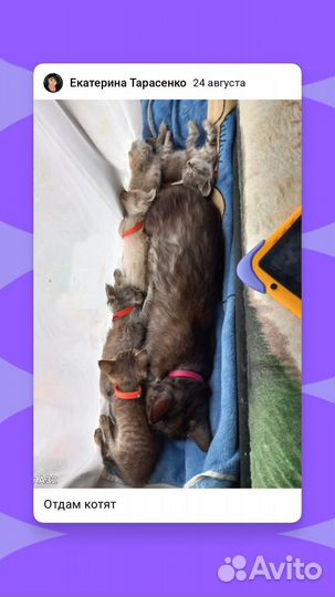 Котята отдам в добрые руки бесплатно