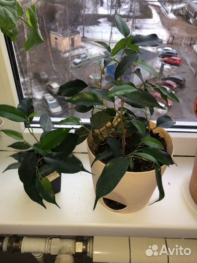 Фикус бенджамина