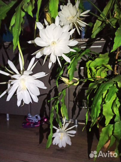 Продам цветы комнатные