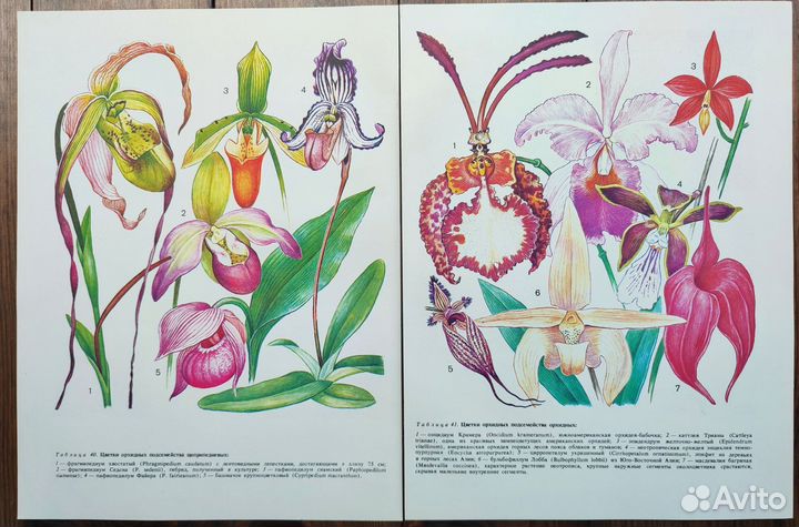 Винтажные ботанические иллюстрации цветы редкие