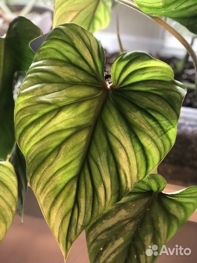 Филодендрон пловмани