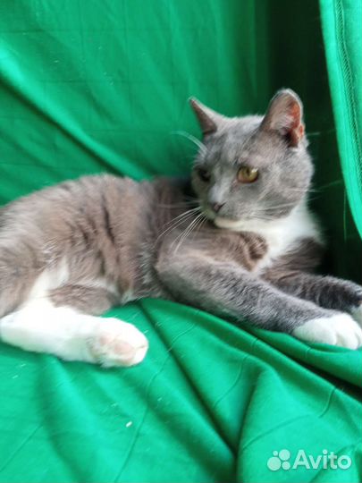 Котик в добрые руки