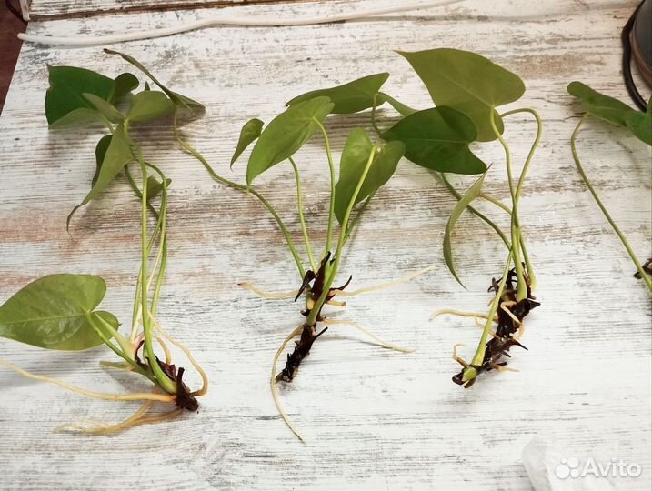 Антуриум андре