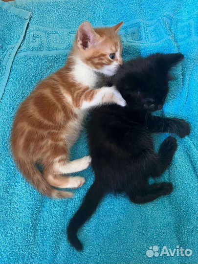 Домашние животные котята