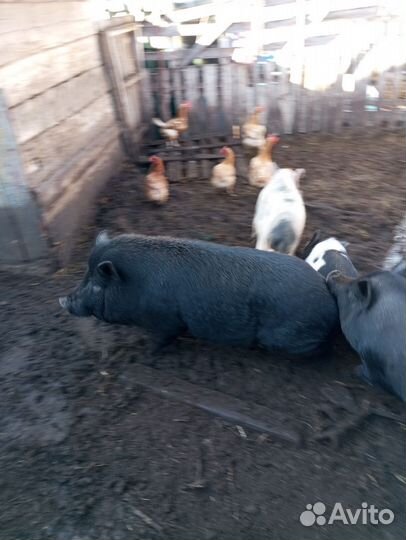 Вьетнамский хряк производитель