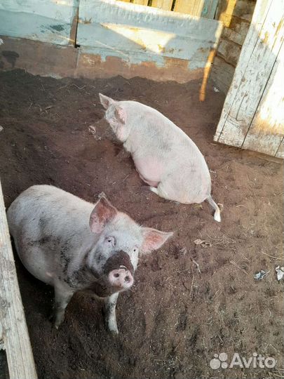 Свиньи супоросные