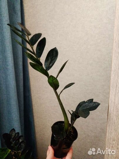 Замиокулькас Равен