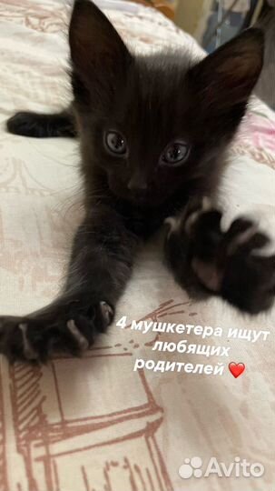 Котята в добрые руки мальчики черные