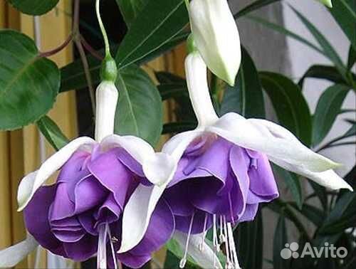 Фуксия, бегония, бальзамин