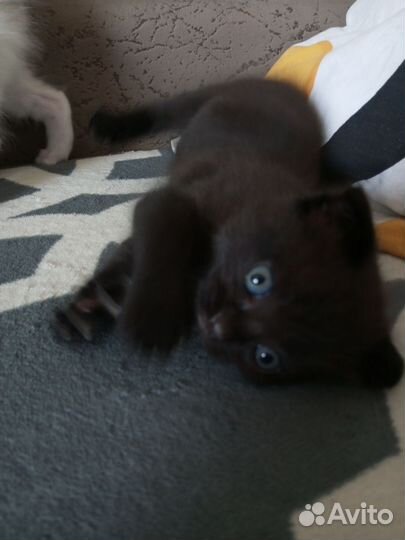 Отдам бесплатно котят