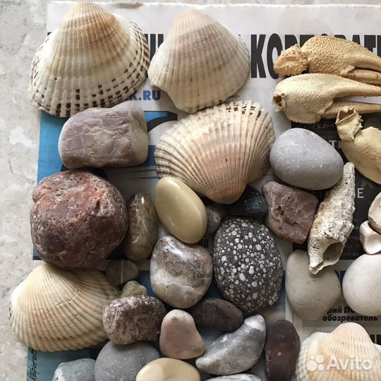 Морские ракушки раковины