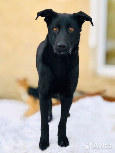 Пёс (собака )